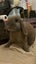 Free to good home Young mini lop rabbit Carousel 1
