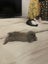 Free to good home Young mini lop rabbit Carousel 2