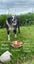 "GRACIE" 8 yrs Border Collie ARAN Rescue Whanganui Carousel 1