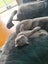 Kitten to adopt 9 weeks old Carousel 3