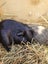 x2 young male Guinea Pigs Carousel 7