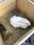 Rabbit breeding complete setup Carousel 3