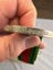 WW2 MEDAL GROUPS TO TWO BROTHERS 2ND N.Z.E.F. Carousel 7