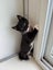 CAT RESCUE CHCH - Ready For Adoption Cheryl Carousel 4