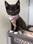 CAT RESCUE CHCH - Ready For Adoption Cheryl Carousel 9