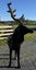Steel Stag Statue / Sculpture Carousel 5