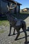 Steel Stag Statue / Sculpture Carousel 6