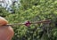 Antique 9ct Solid Rose Gold EDWARDIAN Era Synthetic Ruby Brooch * WARD Brothers Carousel 3