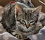 Lee - Wcc Rescue Kitten Carousel 1
