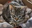 Lee - Wcc Rescue Kitten Carousel 3