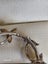 Antique Real Pearl & Sterling Silver Brooch 2.60gm Carousel 6