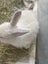 Minilop x Netherland dwarf x jersey wooly Rabbits Carousel 4