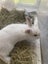 Minilop x Netherland dwarf x jersey wooly Rabbits Carousel 3
