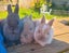 Mini Lop & Netherland dwarf Rabbits Carousel 3