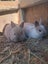 Mini Lop & Netherland dwarf Rabbits Carousel 4
