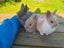 Mini Lop & Netherland dwarf Rabbits Carousel 1