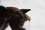 Breyer Traditional Tiz The Law Carousel 5
