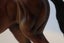 Breyer Traditional Tiz The Law Carousel 7