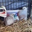 Pair of Silver Button Quails with hutch and accessories Carousel 3