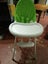 Bloom high chair with harness Carousel 2