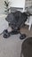 Baby Jogger City Elite Carousel 1