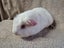 Healthy Baby Guinea pigs Carousel 3