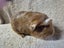 Healthy Baby Guinea pigs Carousel 4