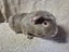Healthy Baby Guinea pigs Carousel 5