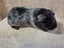Healthy Baby Guinea pigs Carousel 8