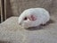 Healthy Baby Guinea pigs Carousel 9