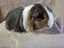 Healthy Baby Guinea pigs Carousel 10