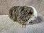 Healthy Baby Guinea pigs Carousel 11