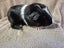 Healthy Baby Guinea pigs Carousel 12