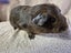 Healthy Baby Guinea pigs Carousel 13