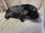 Healthy Baby Guinea pigs Carousel 14