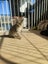 Gia,Cleo & Gizmo - Spot Rescue Carousel 3
