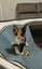 Gia,Cleo & Gizmo - Spot Rescue Carousel 8