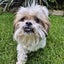 Lillian Rescue Dog - CDRRNZ Carousel 2