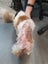 Lillian Rescue Dog - CDRRNZ Carousel 3