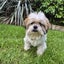 Lillian Rescue Dog - CDRRNZ Carousel 1