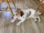 Lizzie Rescue Dog - CDRRNZ Carousel 3