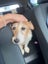 Lizzie Rescue Dog - CDRRNZ Carousel 4