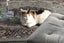 Gentle Green Eye Calico Girl Carousel 3