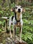 Mini Rescue Dog - CDRRNZ Carousel 1