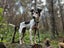 Mini Rescue Dog - CDRRNZ Carousel 2