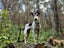 Mini Rescue Dog - CDRRNZ Carousel 4