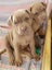 Neapolitan Mastiff Pupppies Carousel 3