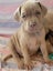 Neapolitan Mastiff Pupppies Carousel 5