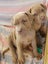 Neapolitan Mastiff Pupppies Carousel 4