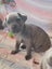 Neapolitan Mastiff Pupppies Carousel 6